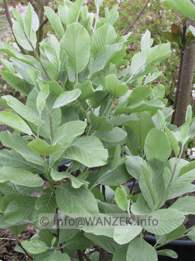 Sorbus aria Gigantea 01.jpg